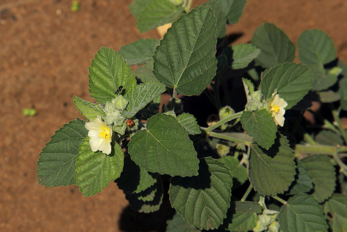 Sida cordifolia subsp. maculata