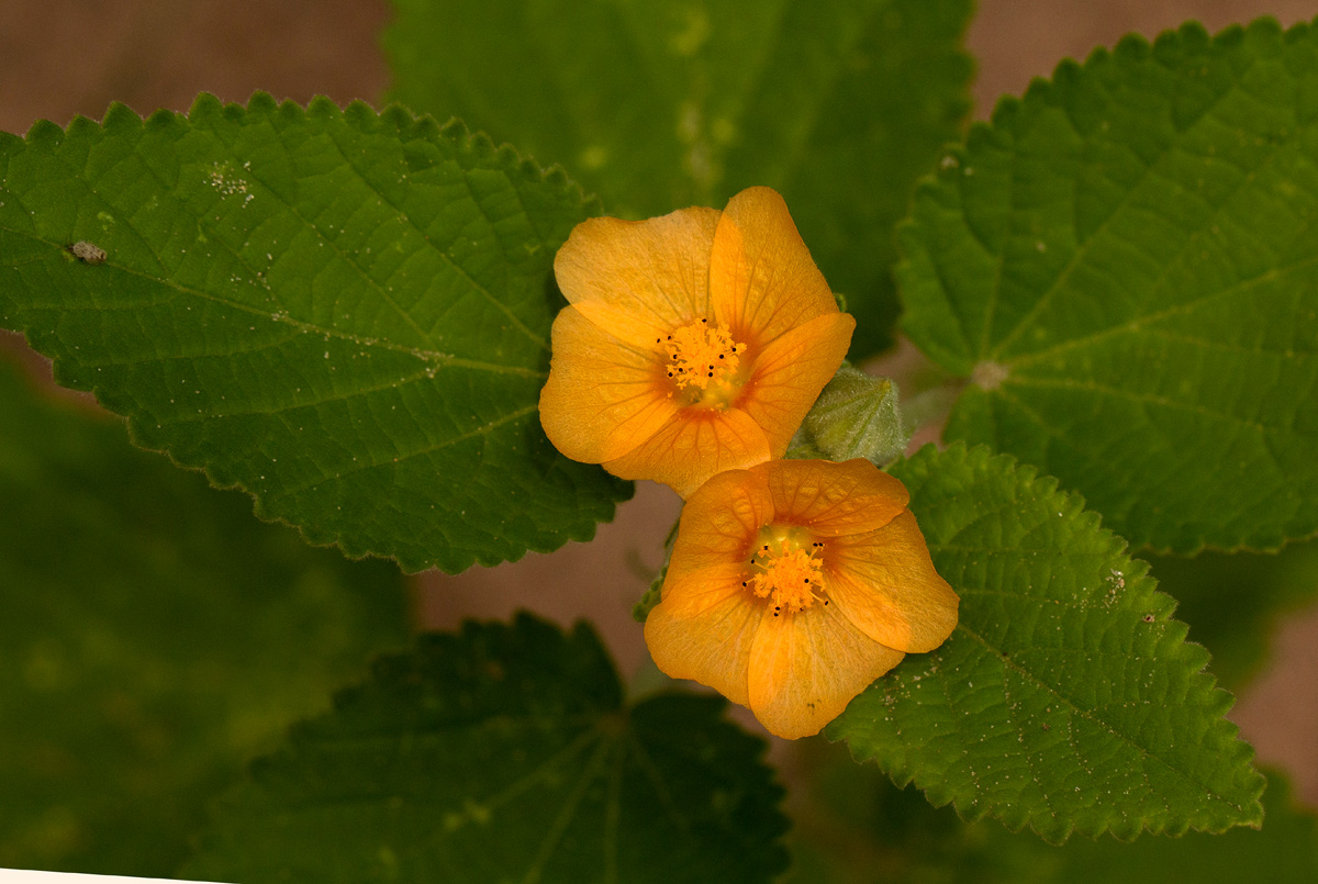 Sida cordifolia subsp. maculata