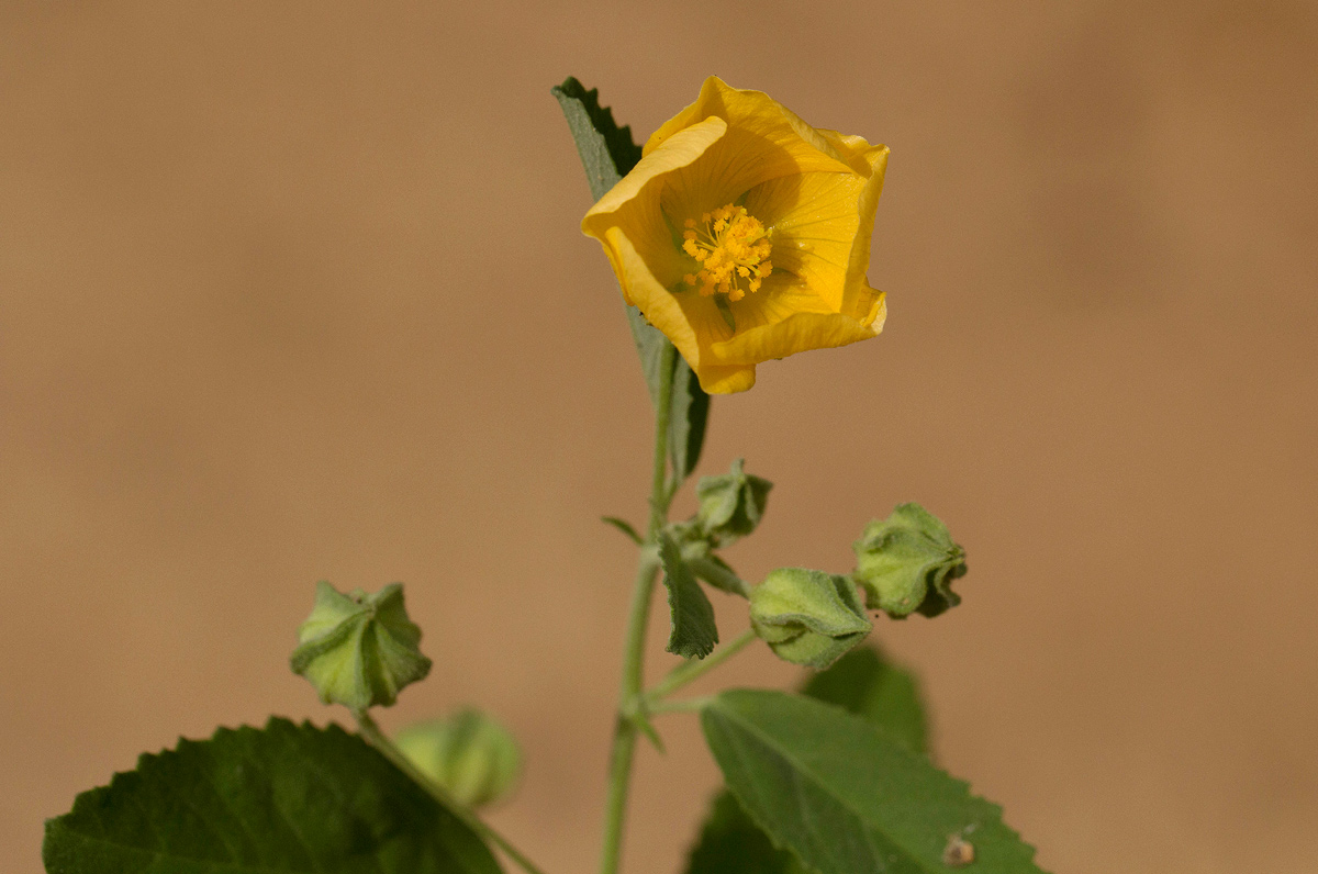 Sida hoepfneri