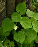 Pavonia procumbens
