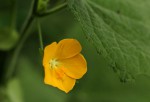 Pavonia procumbens