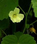 Pavonia procumbens