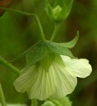 Pavonia procumbens