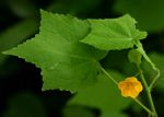 Pavonia procumbens