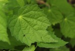Pavonia procumbens