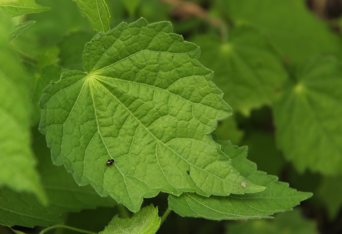 Pavonia procumbens