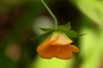 Pavonia procumbens
