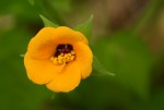 Pavonia procumbens