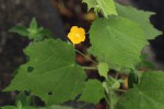 Pavonia procumbens