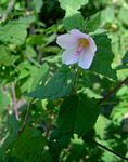 Pavonia columella