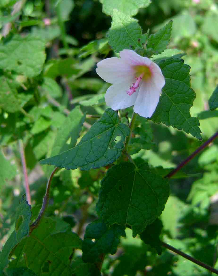 Pavonia columella