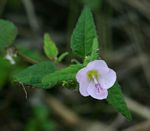 Pavonia columella