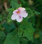 Pavonia columella
