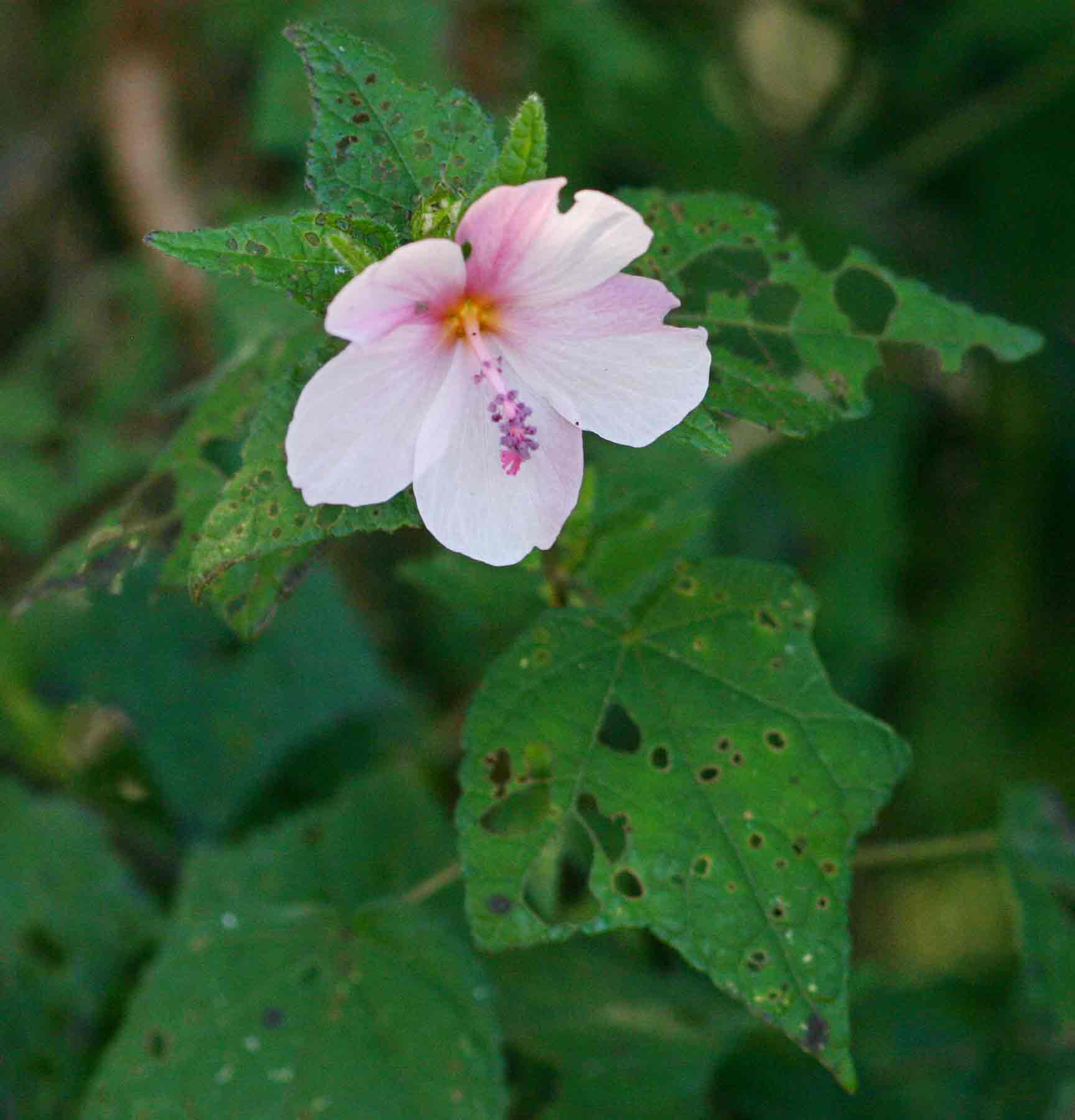 Pavonia columella