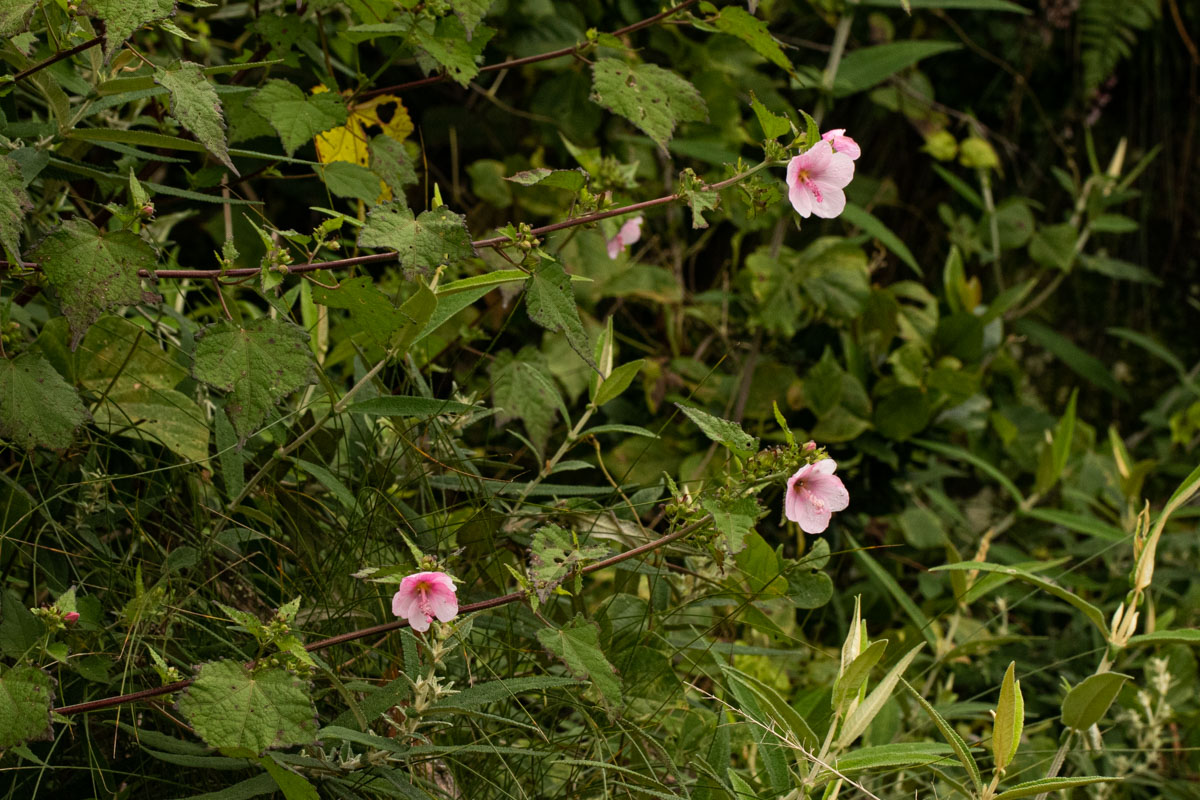 Pavonia columella