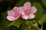 Pavonia columella