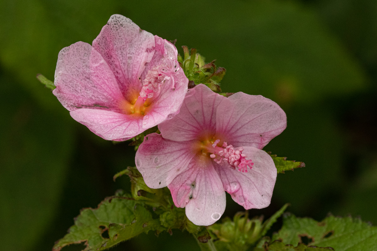 Pavonia columella