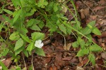 Pavonia leptocalyx