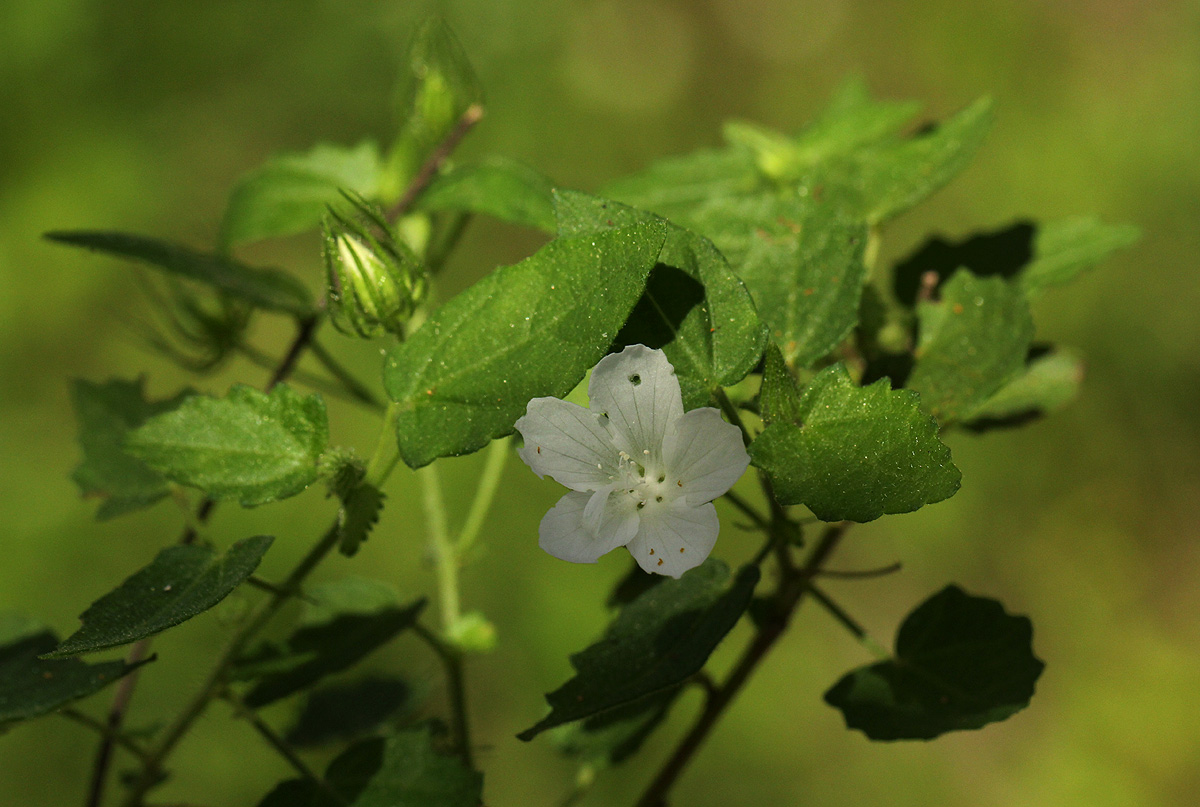 Pavonia leptocalyx