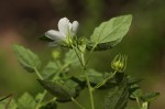 Pavonia leptocalyx