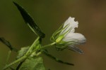 Pavonia leptocalyx