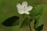 Pavonia leptocalyx