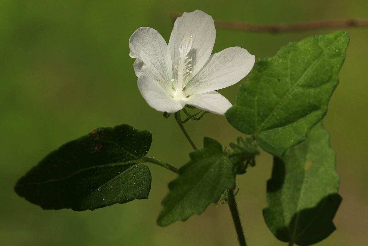 Pavonia leptocalyx