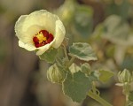 Pavonia senegalensis