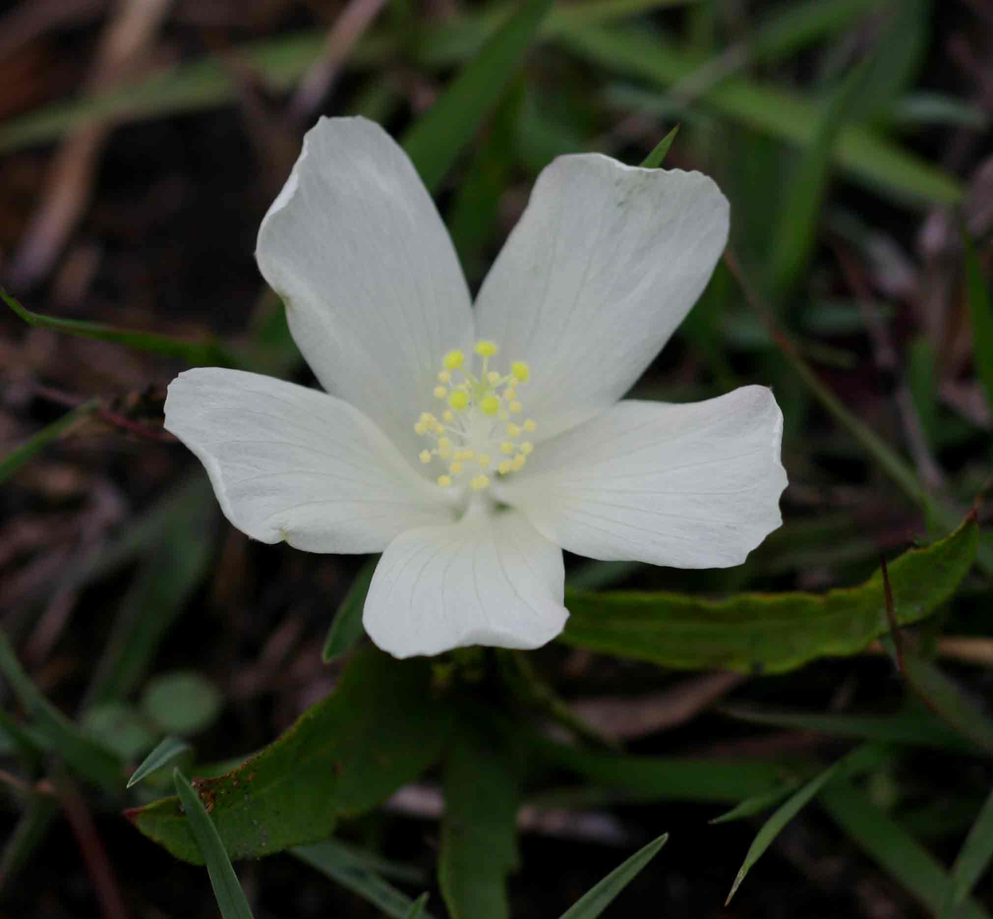 Hibiscus aethiopicus var. ovatus