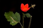 Hibiscus allenii
