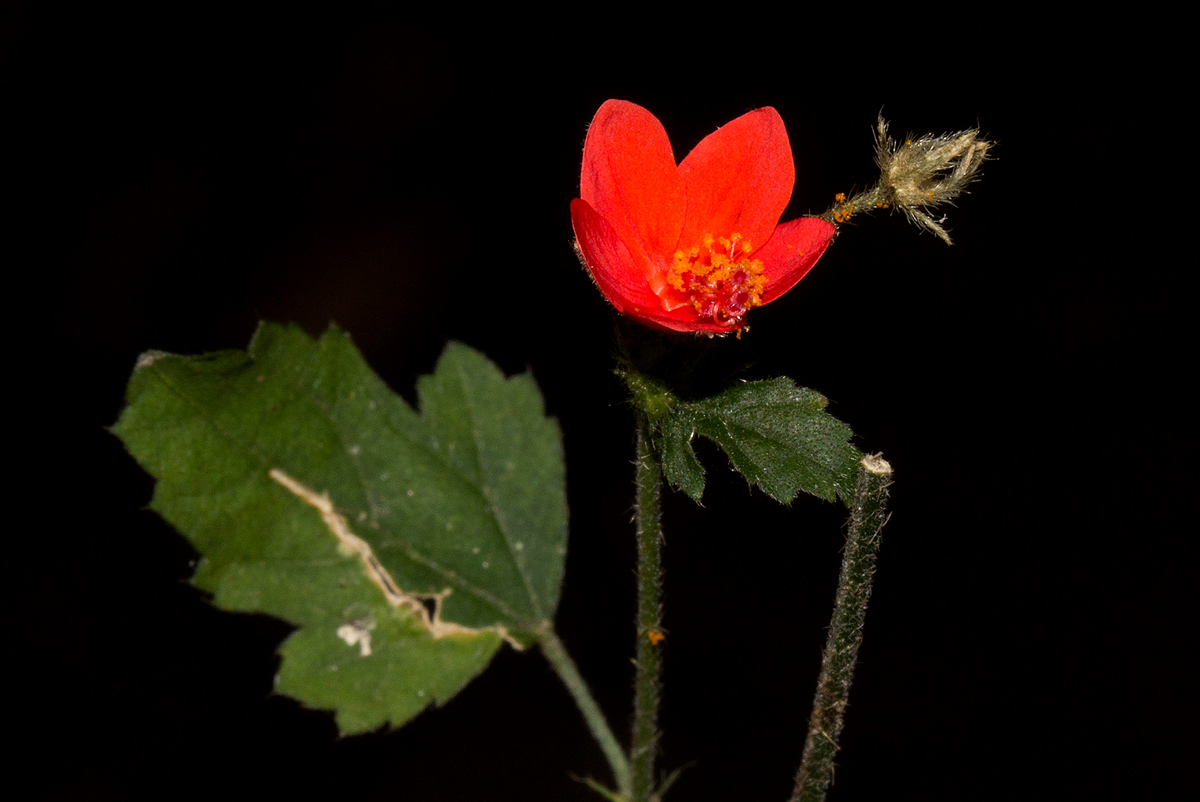 Hibiscus allenii