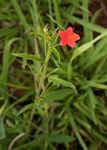 Hibiscus allenii