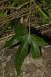 Hibiscus altissimus