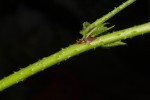 Hibiscus altissimus