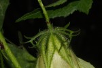 Hibiscus altissimus