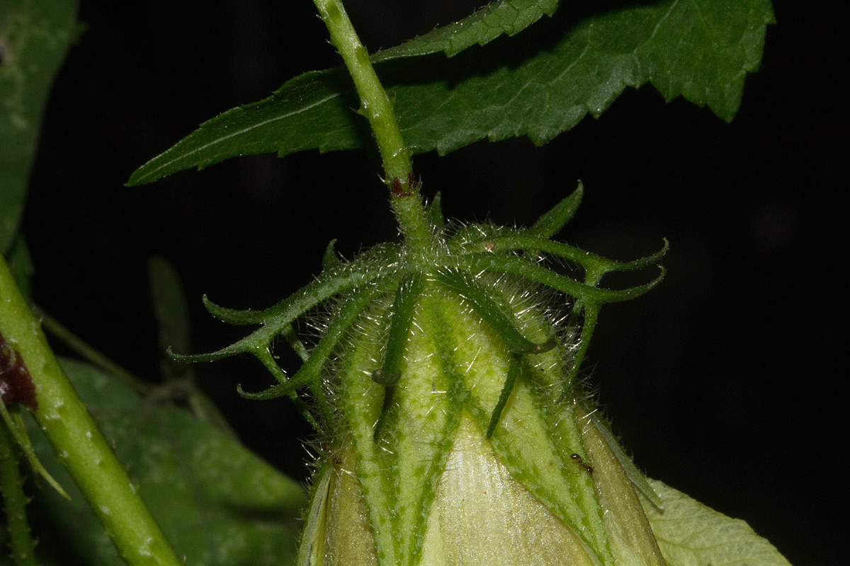 Hibiscus altissimus