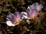 Hibiscus burtt-davyi