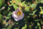 Hibiscus burtt-davyi