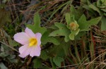Hibiscus burtt-davyi