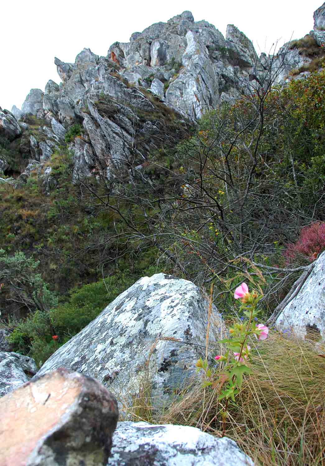 Hibiscus burtt-davyi