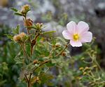 Hibiscus burtt-davyi