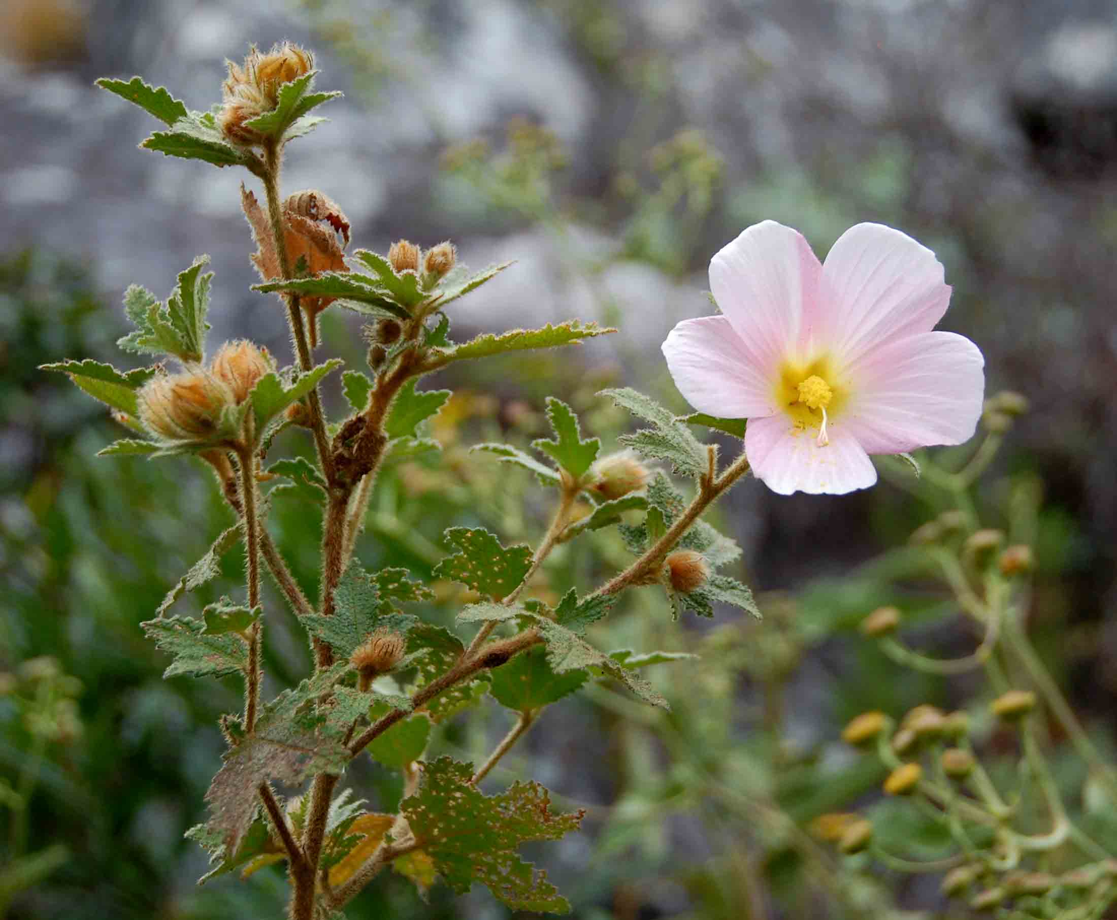 Hibiscus burtt-davyi