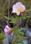 Hibiscus burtt-davyi