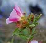 Hibiscus burtt-davyi