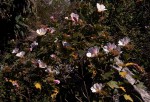 Hibiscus burtt-davyi
