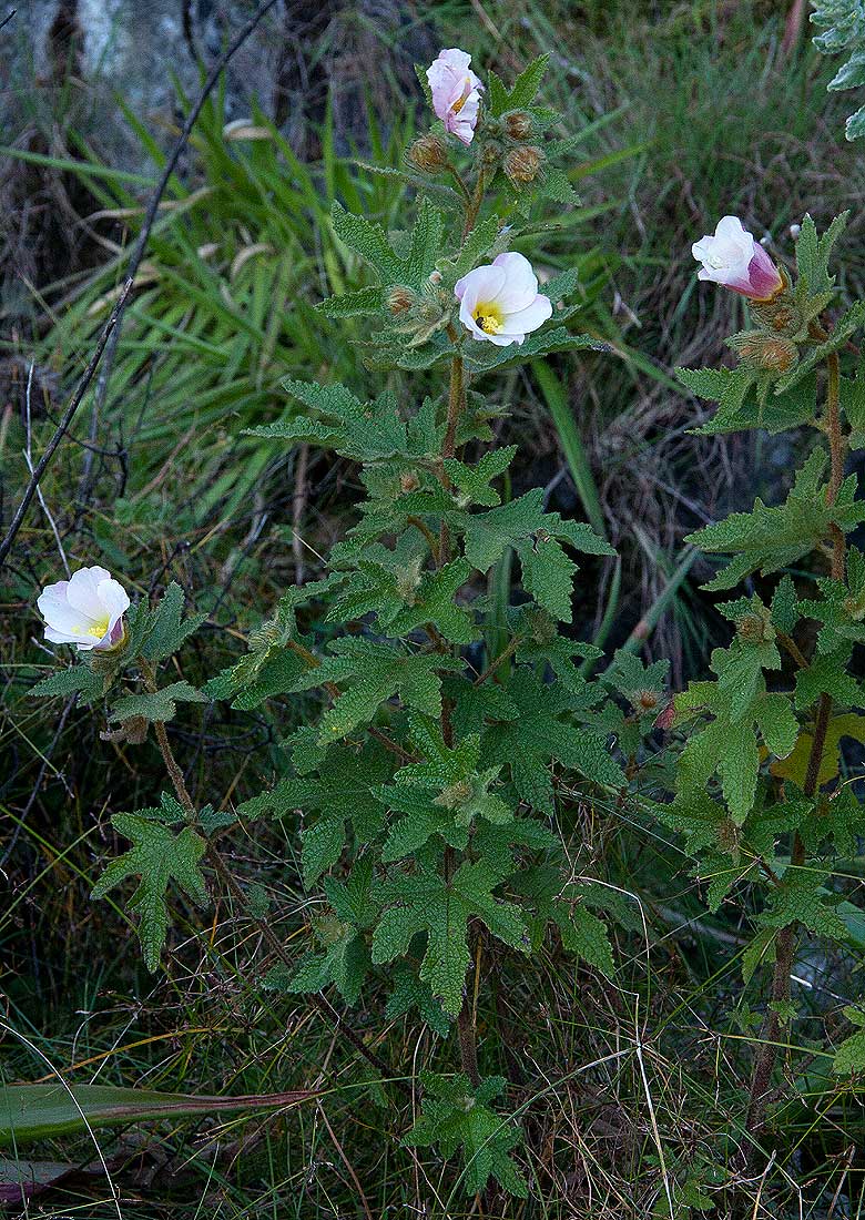 Hibiscus burtt-davyi