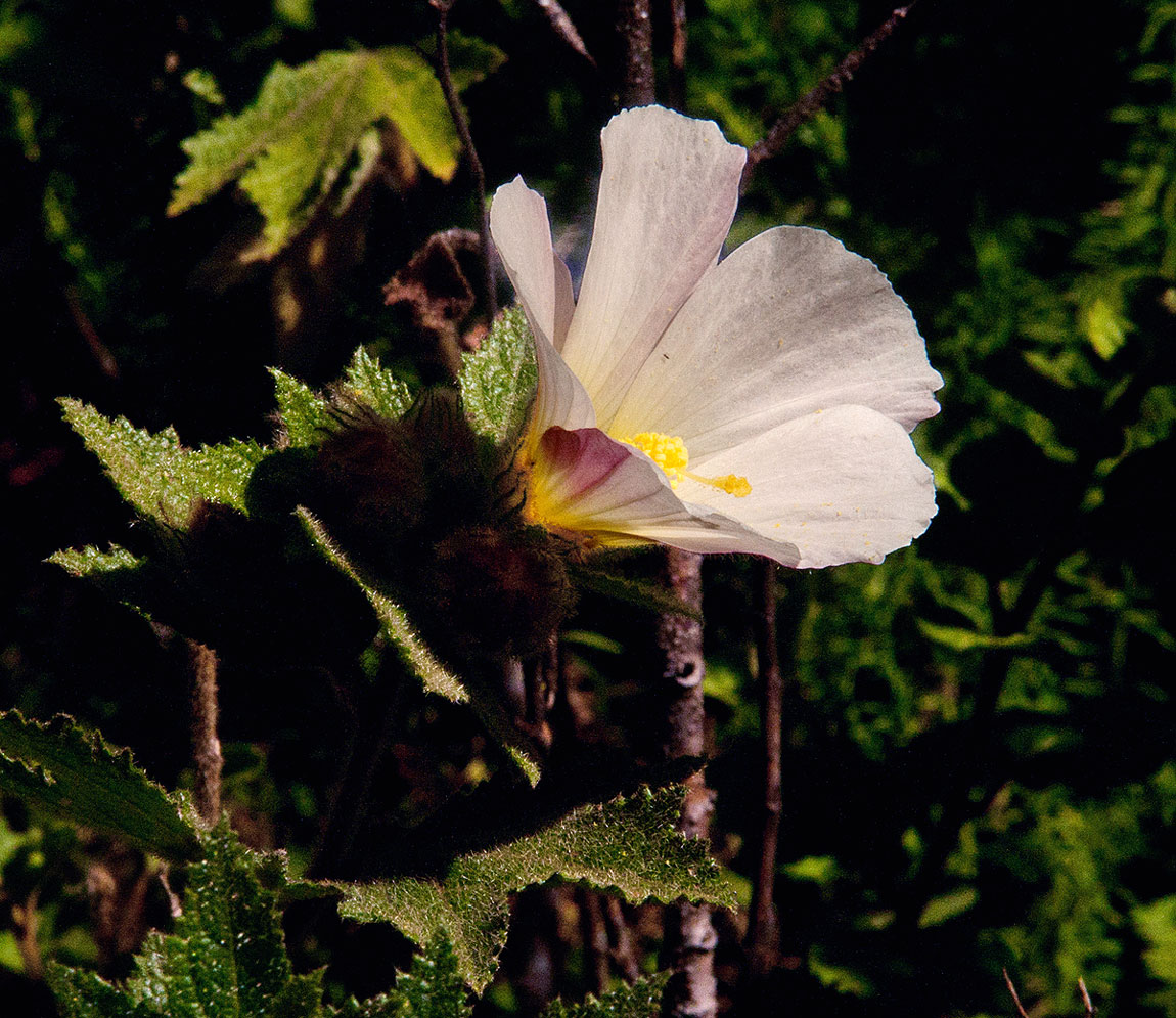 Hibiscus burtt-davyi