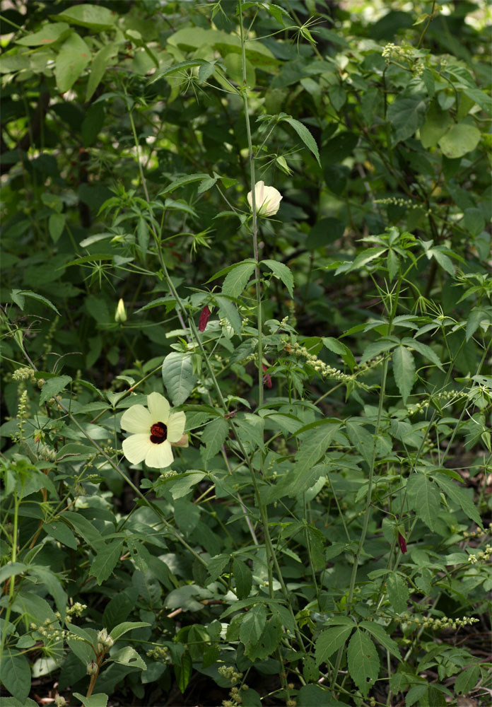 Hibiscus caesius