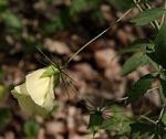 Hibiscus caesius