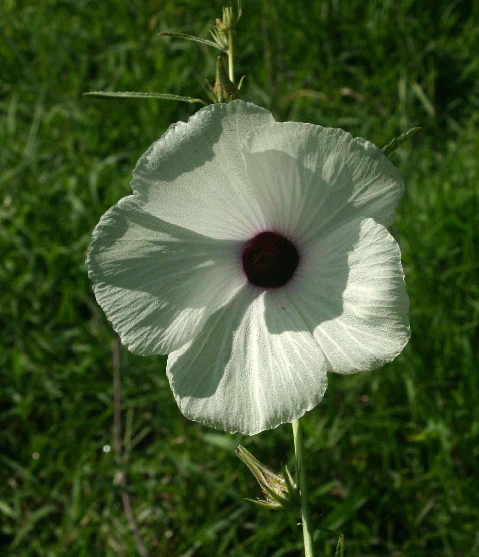 Hibiscus cannabinus